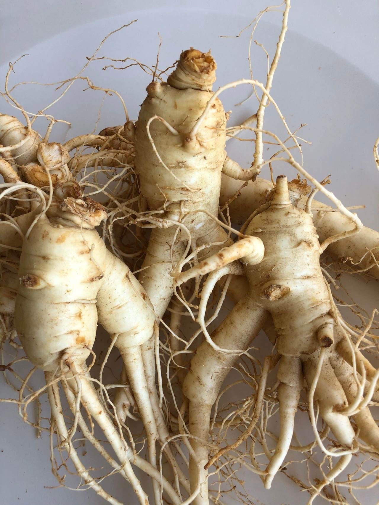 Virginia Highland Wild Ginseng Premium Root